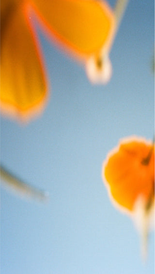 Orange California poppies in soft focus against a pale blue sky, dreamy and blurred with warm bokeh tones.
